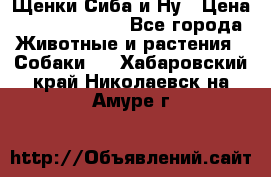 Щенки Сиба и Ну › Цена ­ 35000-85000 - Все города Животные и растения » Собаки   . Хабаровский край,Николаевск-на-Амуре г.